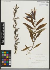 Foto von Salix rigida Muhl.